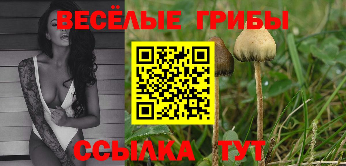 Холмск  Псилоцибиновые грибы Cubensis  Вход с VPN  Псилоцибиновые грибы прущие грибы 